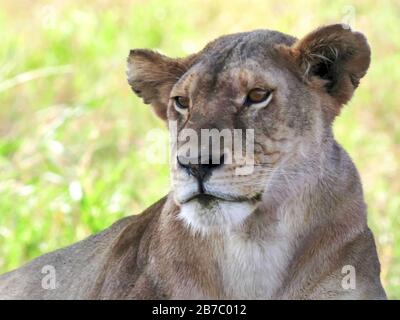 close up portrait clip of a lioness at serengeti np Stock Photo