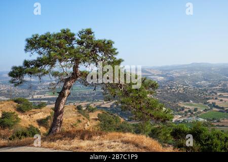 The view of the lonely pine on a hill over the steppe seashore of the Limassol. Cyprus Stock Photo