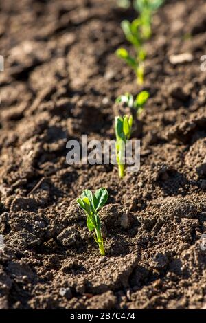 Young pea plants in early spring garden - selective focus, copy spsce Stock Photo