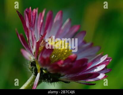 close-up of white and pink daisy flower on green grass background Stock Photo