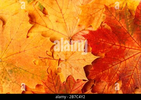 Multi-colored autumn maple leaves as background Stock Photo