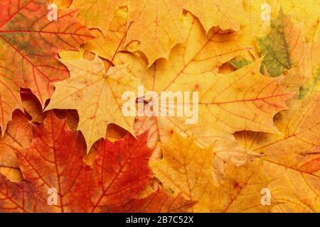 Multi-colored autumn maple leaves as background Stock Photo