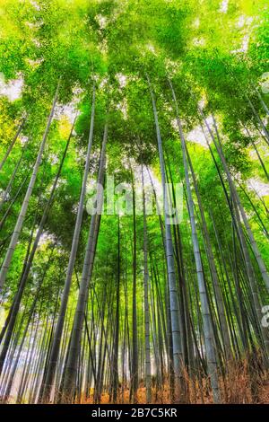 Tall evergreen bamboo plants in Bamboo grove of Kyoto city, Japan. Straight trunks from ground up to cover the sky.