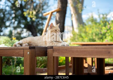 A cat is resting on a picnic table Stock Photo