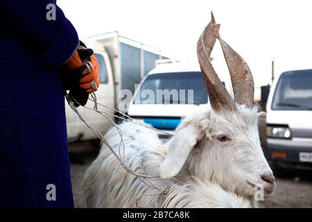 Man hands holding rope of a white goat tied up at the morning cattle market in a village near Bukhara, Uzbekistan Stock Photo