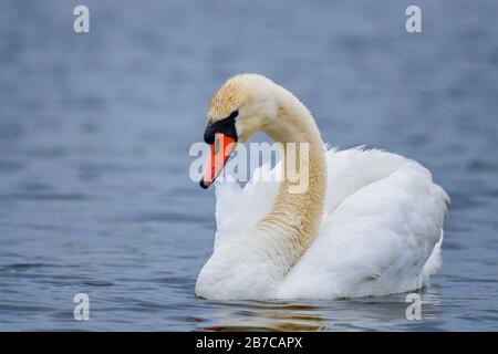 Mute Swan - Cygnus olor, beautiful large white water bird from European lakes and fresh waters, Hortobagy, Hungary. Stock Photo