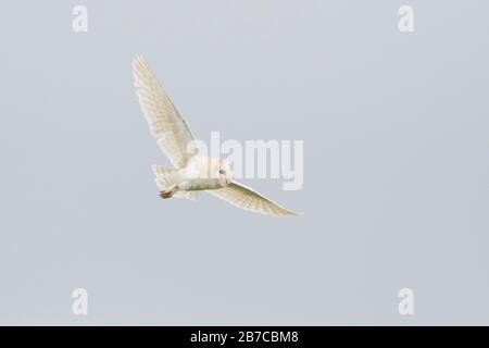 Barn owl flying in York, England, UK Stock Photo