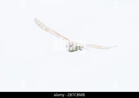 Barn owl flying in York, England, UK Stock Photo