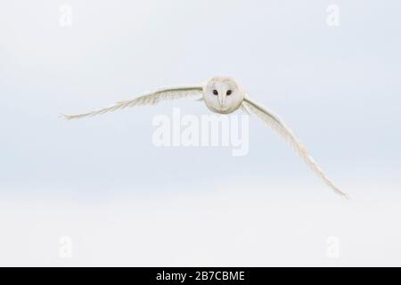 Barn owl flying in York, England, UK Stock Photo