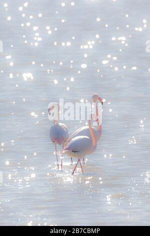 Three greater flamingos standing in sparkling water, Doñana National Park, Andalusia, Spain Stock Photo