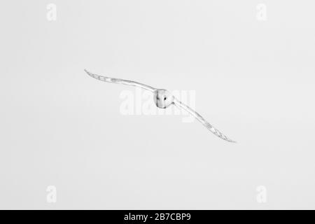 Barn owl flying in York, England, UK Stock Photo