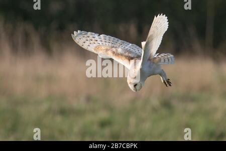 Barn owl hunting in York, England, UK Stock Photo