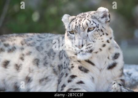 Schneeleopard, Irbis, Unze, Panthera uncia,  Großkatze ,  Carnivora, Felidae, Snow leopard, Pantherinae, Raubtier, Stock Photo