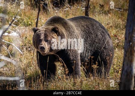 Full body portrait of grizzly bear standing and finding some food on floor, field covered by brown grass during autumn in Yellowstone National Park, W