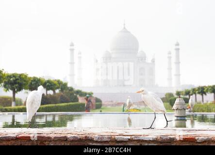 White herons on fountain in the Mehtab Bagh garden with Taj Mahal view in Agra, Uttar Pradesh, India Stock Photo