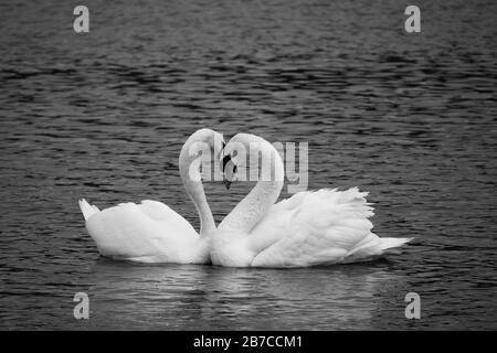 two white swans in love courting on a lake Stock Photo
