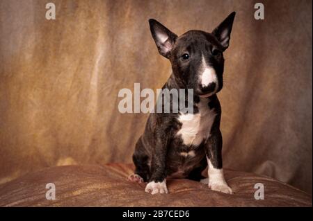 Studio shot of a sitting black miniature bull terrier puppy against a brown background Stock Photo