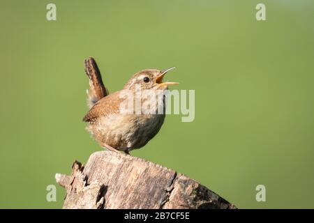 Eurasian wren singing perched on a log, York, England, UK Stock Photo