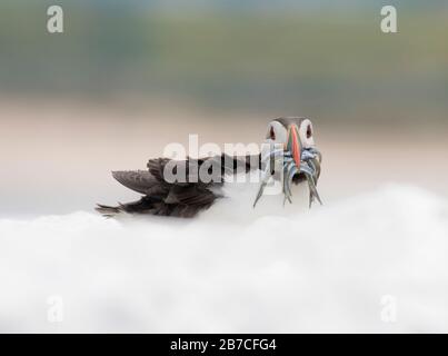 Puffin sitting with fish in bill, Farne Islands, Northumberland, England, UK Stock Photo