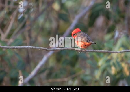 Vermilion flycatcher on a branch in the Pantanal, Matto Grosso, Brazil Stock Photo