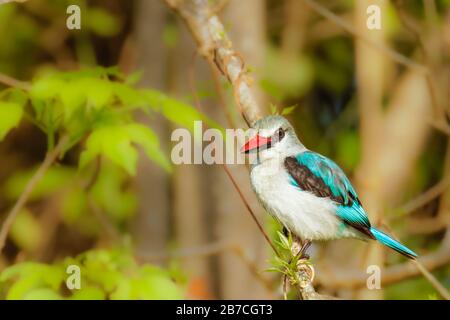 Woodland Kingfisher (Halcyon senegalensis) perched on a branch, Murchison Falls National Park, Uganda. Stock Photo