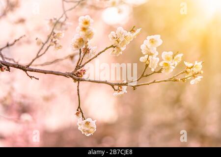 tokyo, japan - march 13 2020: Plum trees in bloom on a bokeh background in the Yushima-Tenmangu shrine of Okachimachi dedicated to Sugawara no Michiza Stock Photo