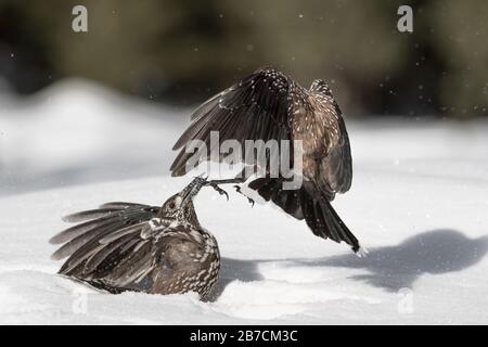 Battle between Eurasian nutcracker (Nucifraga caryocatactes) Stock Photo