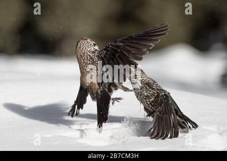 Battle between Eurasian nutcracker (Nucifraga caryocatactes) Stock Photo