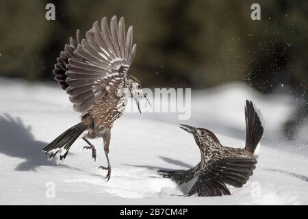 Battle between Eurasian nutcracker (Nucifraga caryocatactes) Stock Photo