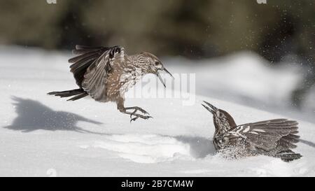 Battle between Eurasian nutcracker (Nucifraga caryocatactes) Stock Photo