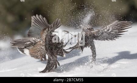 Battle between Eurasian nutcracker (Nucifraga caryocatactes) Stock Photo