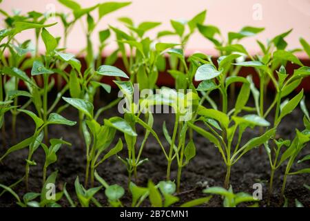 eggplant seedlings growing in a greenhouse - selective focus, copy space Stock Photo
