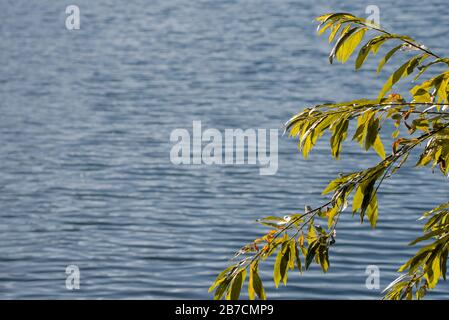 Early autumn leaves in sharp focus on the right of a landscape format image, space for copy on left with ripple on a lake as a background Stock Photo