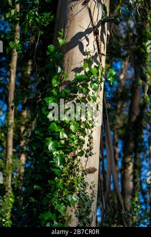 Ivy growing on a tree trunk in the woods Stock Photo
