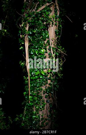 Ivy growing on a tree trunk in the woods Stock Photo