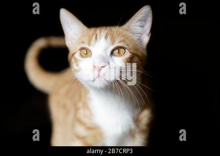 Cute ginger cat isolated on black background Stock Photo