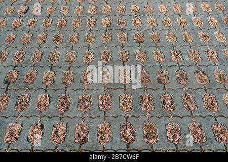 Texture of Pavement of Green Parking in Winter. Dried Yellow Grass in Garden. Stock Photo