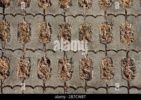 Closeup Texture of Pavement of Green Parking in Winter. Dried Yellow Grass in Garden. Stock Photo