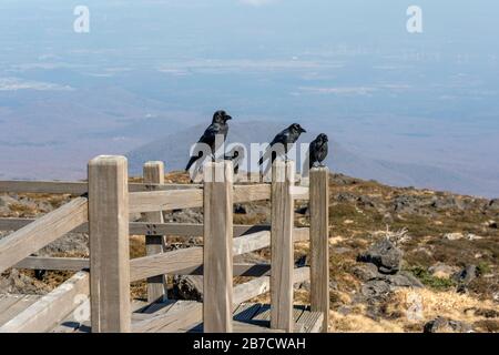 Flock of Ravens Seating on the Fence. Four Crows on Top of Mountain. Stock Photo