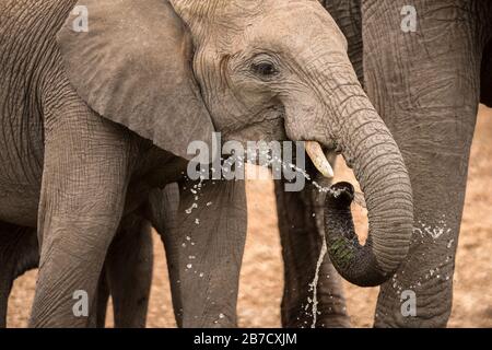 A dramatic portrait photograph of a young elephant splashing water from its trunk, while drinking at a waterhole in the Madikwe Game Reserve, South Af Stock Photo