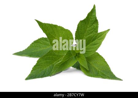 Fresh green leaves of pineapple sage close up on white background Stock Photo