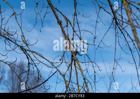 View of brown trees without leafs during winter in Germany Stock Photo