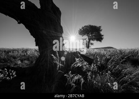 A black and white photograph of the sun setting between two trees in the Sossusvlei, Namibia Stock Photo