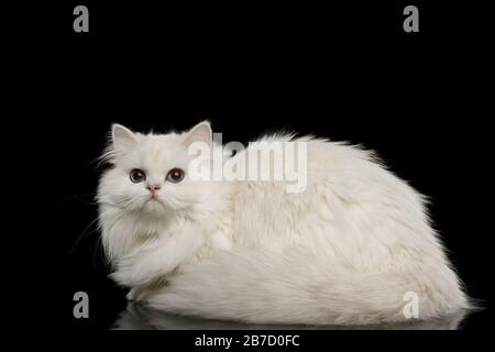 Furry British breed Cat, White color with Blue eyes, Lying and looks Curious on Isolated Black Background Stock Photo