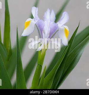 Beautiful petals of the Iris, Iridaceae Magnifica Stock Photo