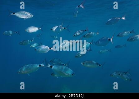 Shoal of fish underwater in Mediterranean sea, saddled seabream, Spain Stock Photo