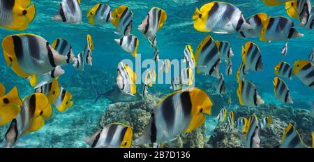 Tropical fish school underwater, Pacific double-saddle butterflyfish, Pacific ocean, French Polynesia Stock Photo