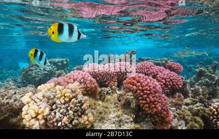 Underwater colorful coral with tropical fish in shallow water, Pacific ocean, Huahine, French Polynesia Stock Photo