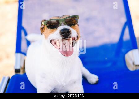 Travel with pet concept - friendly dog at open for pets beach Stock Photo