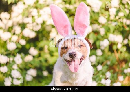 Portrait of happy dog with bunny ears on sunny spring day as Easter concept Stock Photo